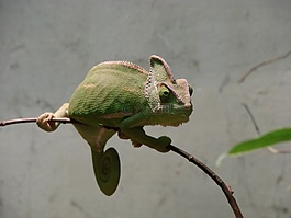 變色龍,鬣蜥,chamaeleonidae