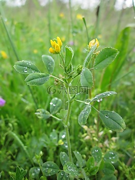 苜蓿極小,bur medick,小鉆 三葉草
