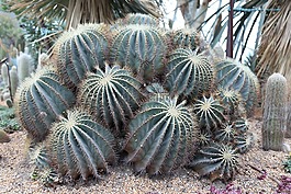 植物,自然,仙人掌