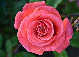 玫瑰,花卉,粉紅色