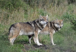 野生動物公園,地點,狼群