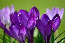 藏紅花,關(guān)閉,frühlingsblüher