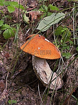 křemenáč,桦木制的,菌