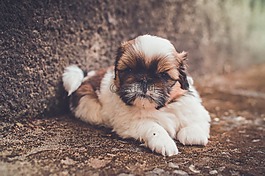 可愛的,動物,特寫