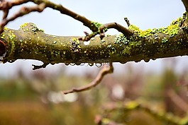 雨滴,科,水滴