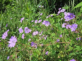 天竺葵pyrenaicum,野花,植物區(qū)系