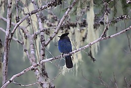 藍(lán)色,鳥,動(dòng)物