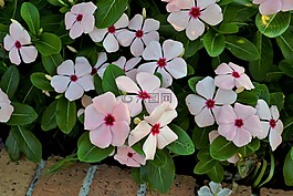 鮮花,白色的花,花園