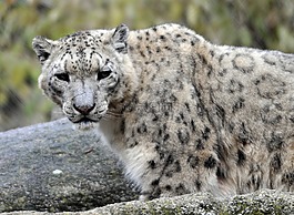 動物園,海拉布倫,雪豹