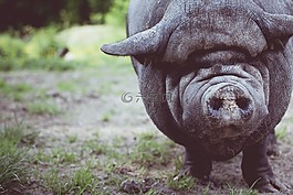 豬,動物,可愛