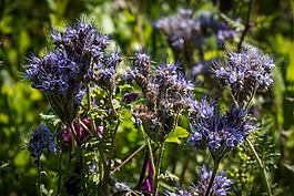 鮮花,性質(zhì),花園