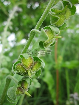 琉璃鐵皮,houndstongue,千鳥(niǎo)