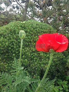 罌粟,松,紅色