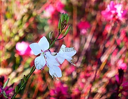 花卉,風,植物