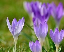藏紅花,關(guān)閉,frühlingsblüher