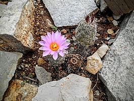 花,沙漠,仙人掌