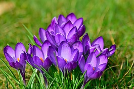 藏紅花,關(guān)閉,frühlingsblüher