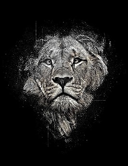獅子,獅子抽象,抽象