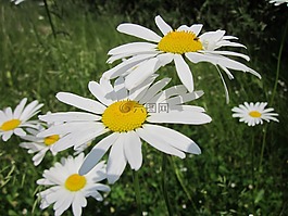 茼蒿花,牛眼雛菊,法蘭西菊