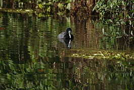 骨頂雞,rallidae,水鳥