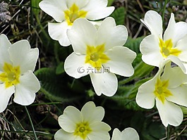 報(bào)春花,春天,黃色