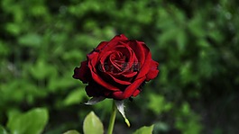 花,玫瑰,性質(zhì)