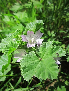 馬爾瓦neglecta,普通錦葵,野花