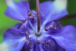 环球花卉,鸽的,hahnenfußgewächs