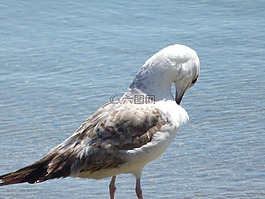 鳥,海,生活