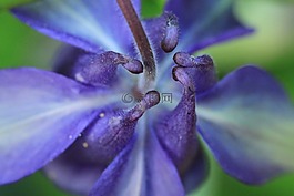 鴿的,開花,花