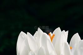藏紅花,花,春天
