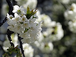 櫻花,鮮花,櫻桃