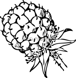 覆盆子,漿果,黑莓