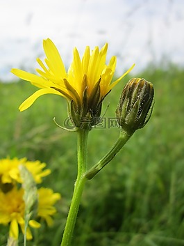 还阳biennis,粗略hawksbeard,野花