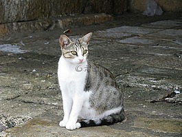 貓,動物,貓的眼睛
