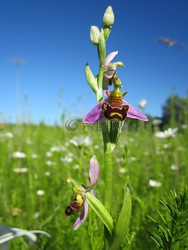 ophrys apifera,蜂蘭,ophrys