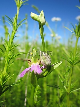 ophrys apifera,蜂蘭,ophrys