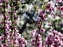 pfirsischblüte,粉红色,春天