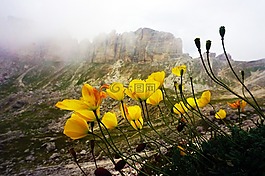罌粟,鮮花,山