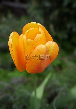 郁金香,花,橙