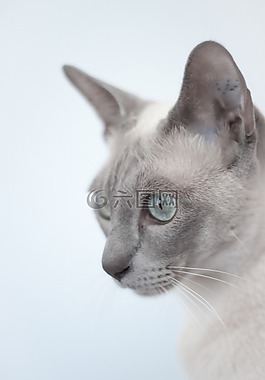 貓,異國情調,動物