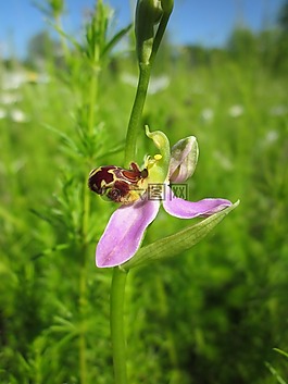 ophrys apifera,蜂蘭,ophrys