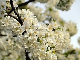 櫻花,鮮花,櫻桃