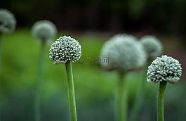 花,綠色,洋蔥