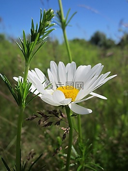 茼蒿花,牛眼雛菊,法蘭西菊