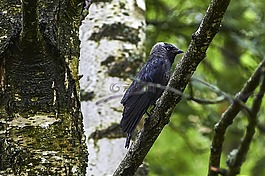 鳥,樹,寒鴉