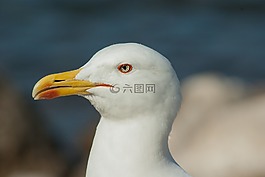海鷗,嘴,海鳥