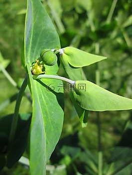 甘遂續隨子,續隨,紙大戟
