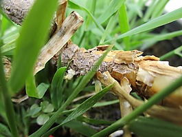 寶石,植物,性質(zhì)