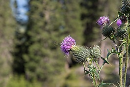 薊,開花,廠